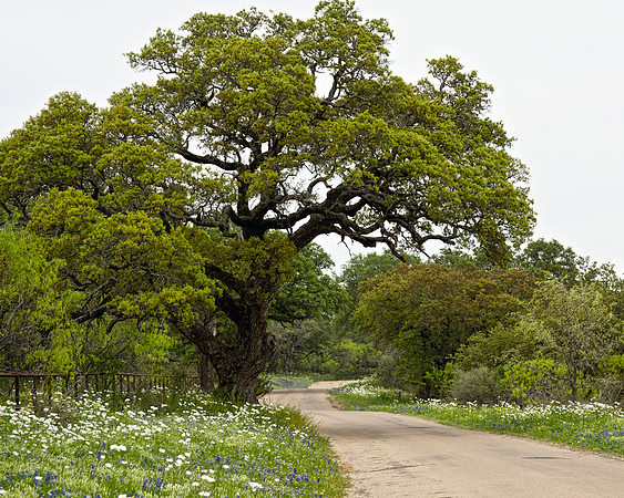 Willow City Loop