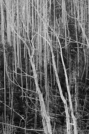 Dead Trees