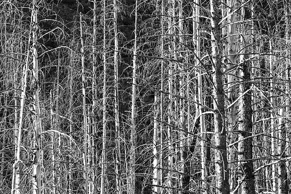 Dead Trees