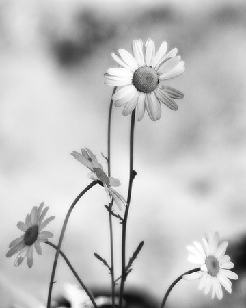 Daisies