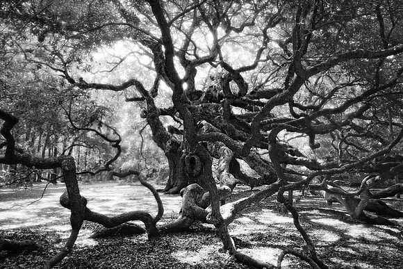 Angel Oak