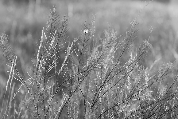 Abstract in Nature