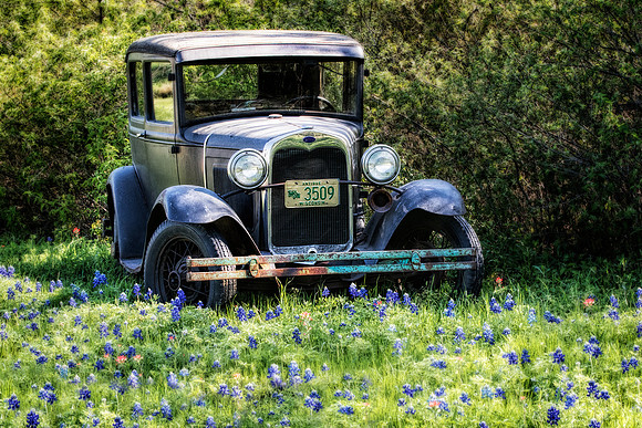 "Henry" a Ford Model T and some Texas Bluebonnets