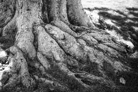 Deep Roots