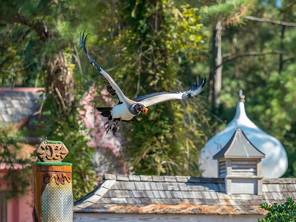Texas Renaissance Festival