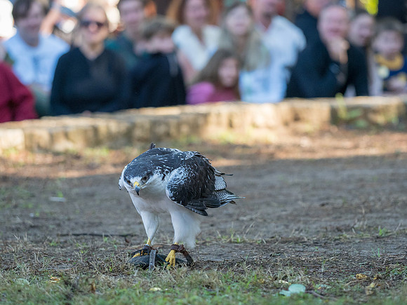 Texas Renaissance Festival