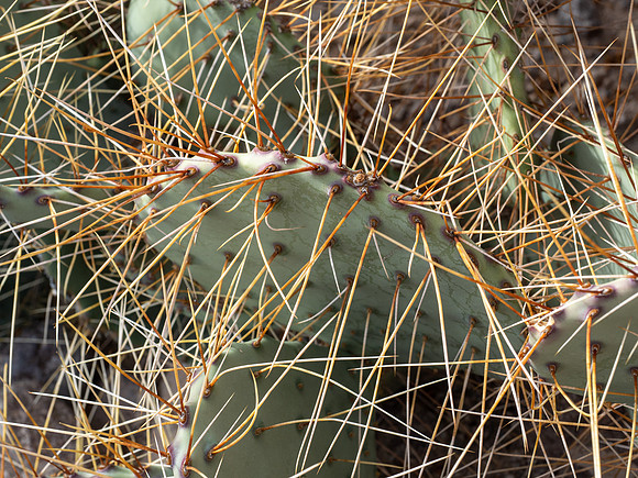 Big Bend Ranch State Park, Texas