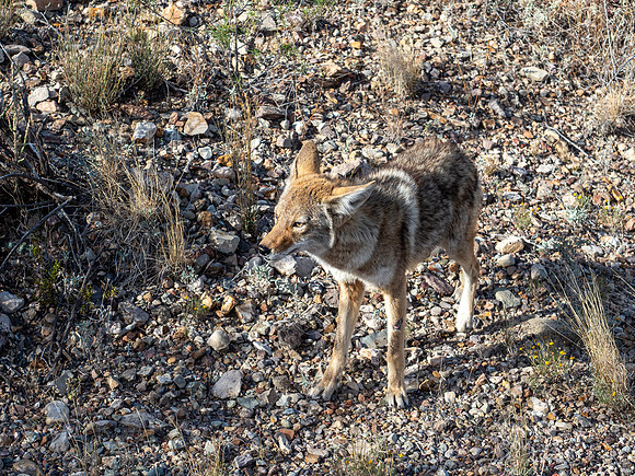 Big Bend National Park, Texas