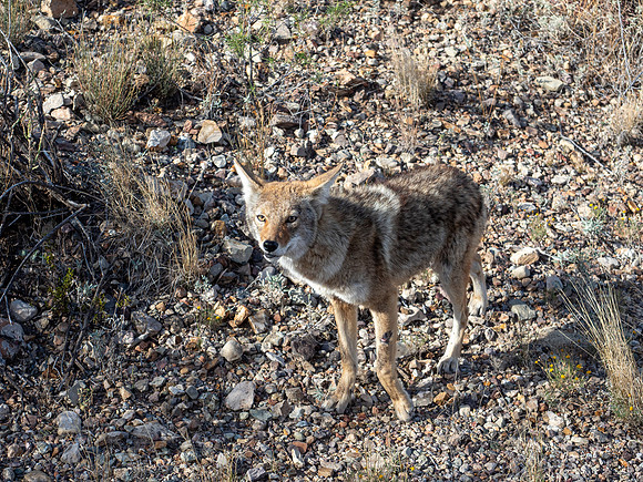 Big Bend National Park, Texas
