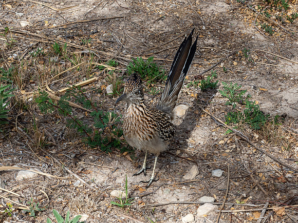 Big Bend National Park