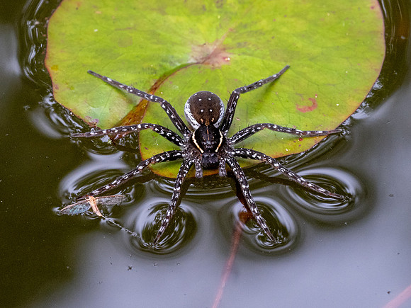 Spotted Fishing Spider (Dolomedes triton)