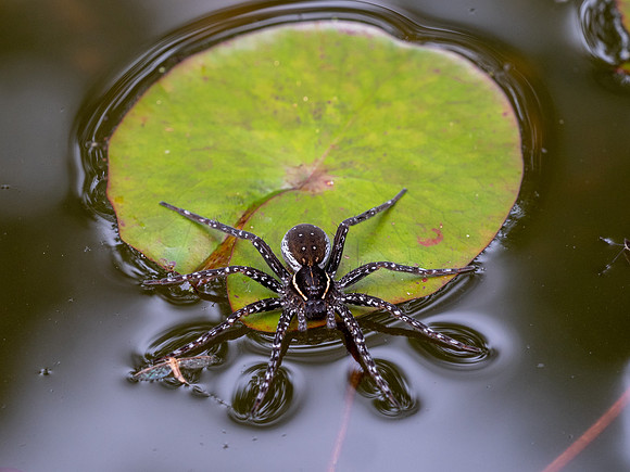 Spotted Fishing Spider (Dolomedes triton)